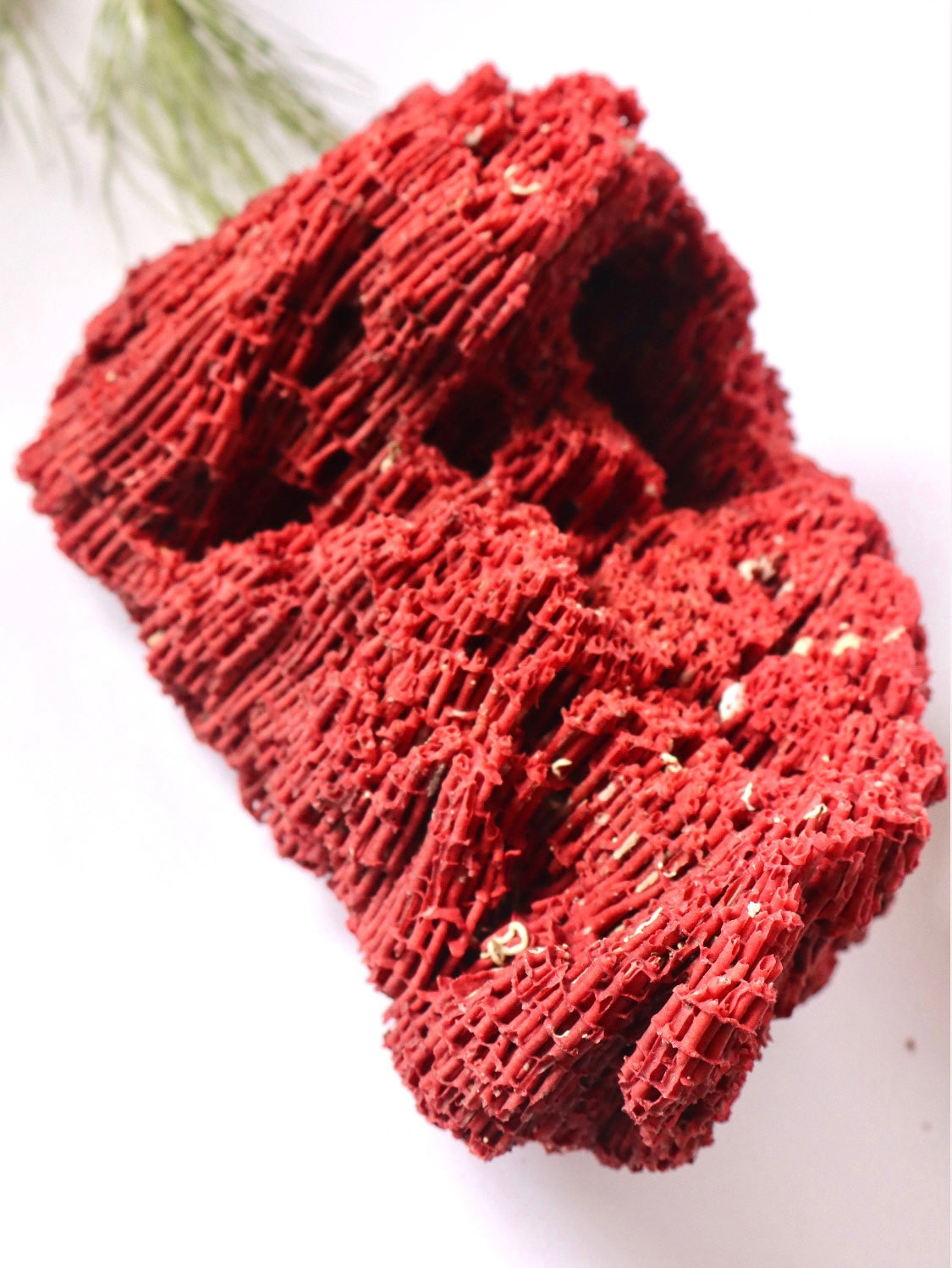 Stunning Natural Red Sponge Coral Decor Piece