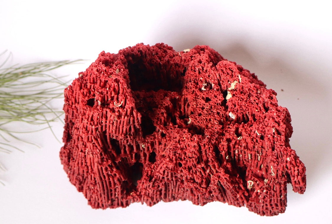 Stunning Natural Red Sponge Coral Decor Piece